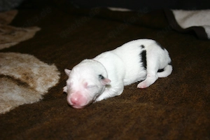 Border Collie Welpen Mädchen (Jungs in einer anderen Anzeige) Bild 6
