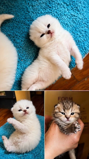 BKH Kitten