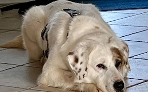 Gina sucht ein Zuhause