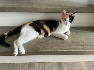 Katze abzugeben 