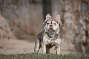 Französische Bulldoggen Welpen Fluffy & seltene Farben