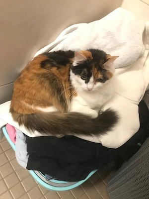 katze sucht ein neues zu Hause 