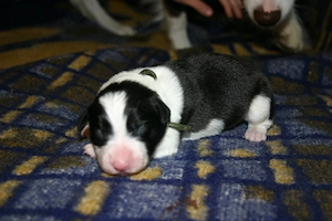 Border Collie Welpen Jungs (Mädchen in einer anderen Anzeige) Bild 2