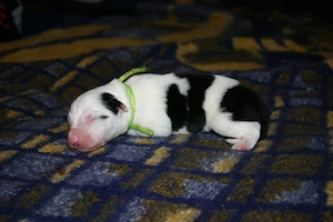 Border Collie Welpen Jungs (Mädchen in einer anderen Anzeige) Bild 6