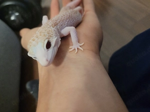 Leopardgecko Männchen 