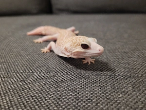 Verkaufe Leopardgecko Männchen
