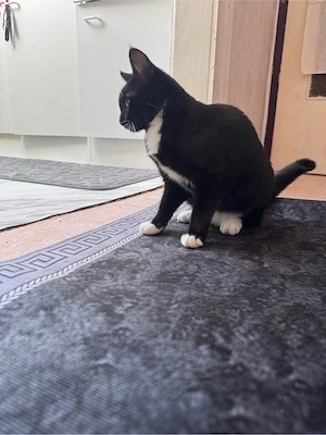Süße schwarz-weiße Katze (weiblich, 7 Monate) sucht ein liebevolles Zuhause   