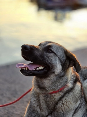 Kangal Mix Rüde 3J 65cm Seele von Hund BUNDESWEIT ausreisebereit