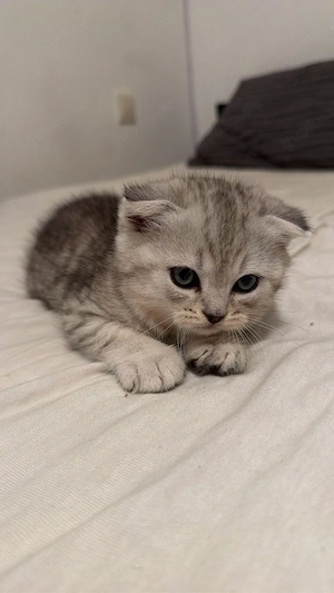 babykatze 