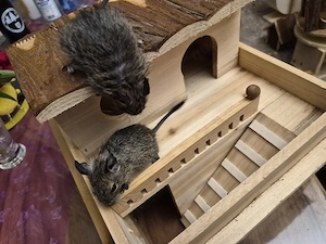 Süße Degu Babys  Bild 4