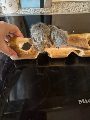 Süße Degu Babys  Bild 6