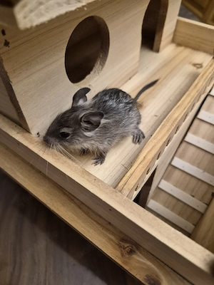 Süße Degu Babys  Bild 5