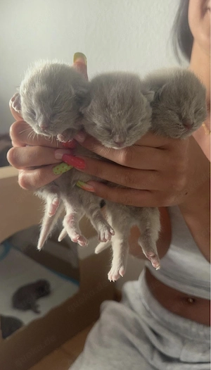  Seltene lilac BKH-Kitten suchen ihr liebevolles Für-Immer-Zuhause  Bild 4