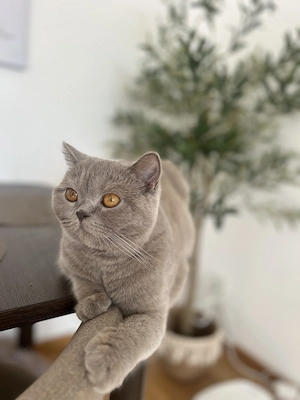  Seltene lilac BKH-Kitten suchen ihr liebevolles Für-Immer-Zuhause  Bild 6