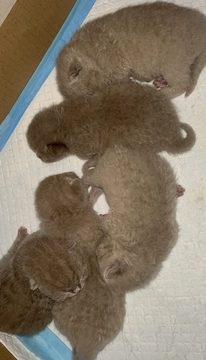  Seltene lilac BKH-Kitten suchen ihr liebevolles Für-Immer-Zuhause  Bild 2