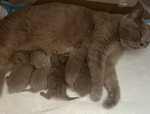  Seltene lilac BKH-Kitten suchen ihr liebevolles Für-Immer-Zuhause  Bild 3