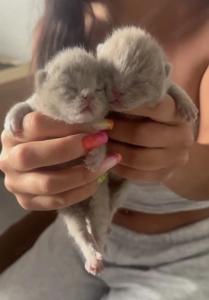  Seltene lilac BKH-Kitten suchen ihr liebevolles Für-Immer-Zuhause  Bild 5