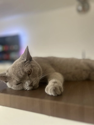  Seltene lilac BKH-Kitten suchen ihr liebevolles Für-Immer-Zuhause  Bild 7