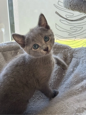 Russisch Blau Kitte (m) mit Stammbaum Bild 3