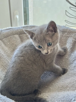 Russisch Blau Kitte (m) mit Stammbaum Bild 5