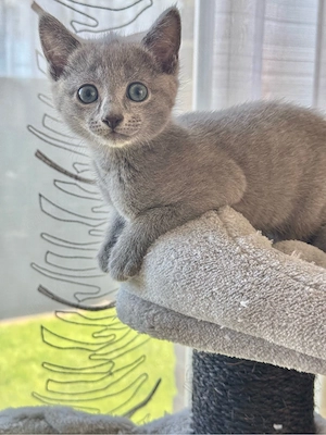 Russisch Blau Kitte (m) mit Stammbaum Bild 2