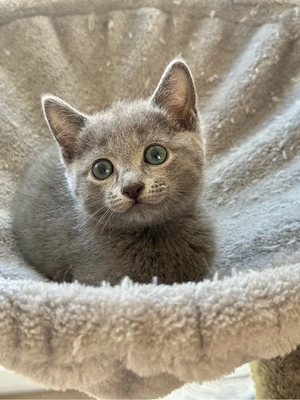 Russisch Blau Kitte (m) mit Stammbaum Bild 4