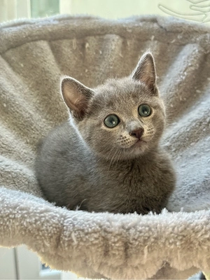 Russisch Blau Kitte (m) mit Stammbaum
