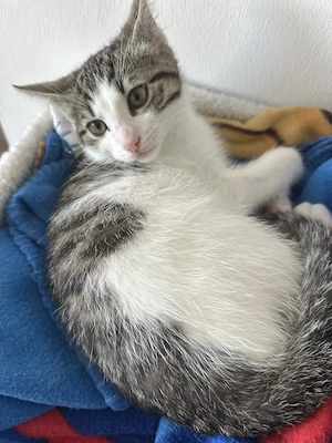     Liebevolles Katzenbaby sucht neues Zuhause