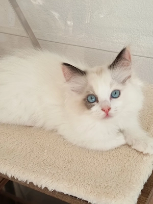 Kitten Ragdoll Reinrassige mit Stammbaum 