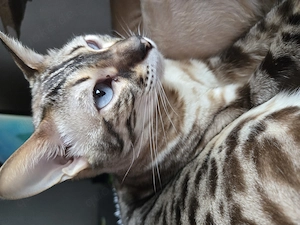 Bengal Kätzin