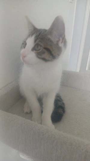     Liebevolles Katzenbaby sucht neues Zuhause