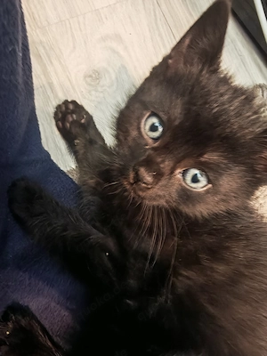Niedliche katzenbabys dürfen ausziehen