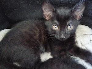 Sibirische waldkatze Prinzessin 