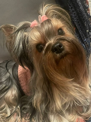 Yorkshire Terrier 