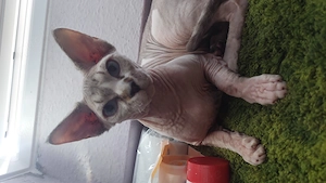 Sphynx Nacktkatze
