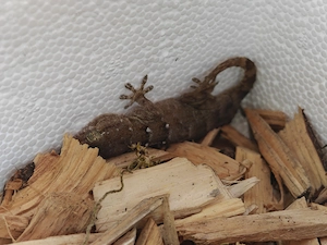 Weißpunktmauergecko 