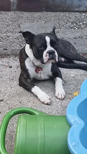 Boston Terrier Bild 2