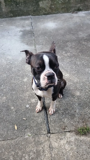 Boston Terrier Bild 3