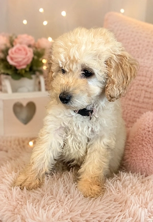 Wunderschöne Maltipoo Welpen 