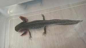 Axolotl Copper 13 cm groß 