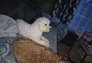 Maltipoo welpen