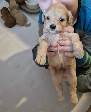 Maltipoo welpen Bild 2