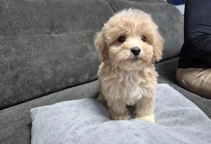 Maltipoo welpen Bild 3