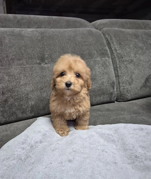 Maltipoo welpen Bild 4