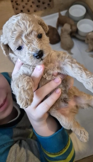 Maltipoo welpen Bild 5