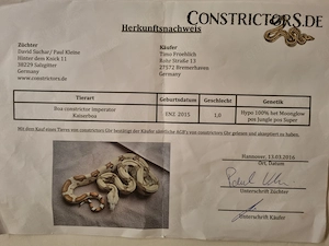 Boa Constrictor Imperator 100% Het Moonglow pos super pos jungle