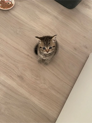 Reinrassiges BKH Kitten weiblich 