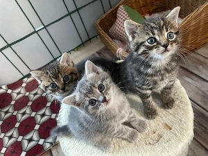 Reinrassige BKH Kitten Kätzchen 