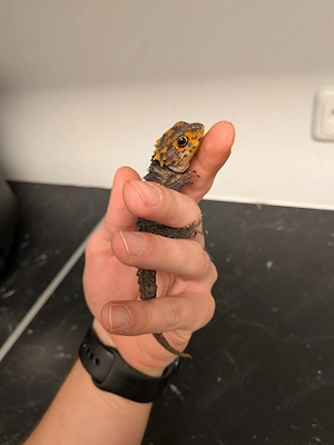Rotaugen Buschkrokodil 