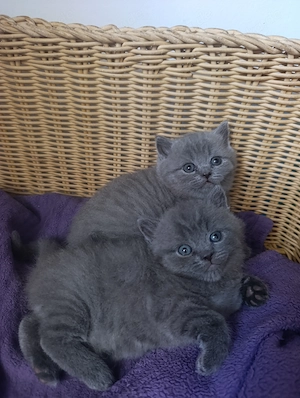Bkh BLH Katzenbabys 